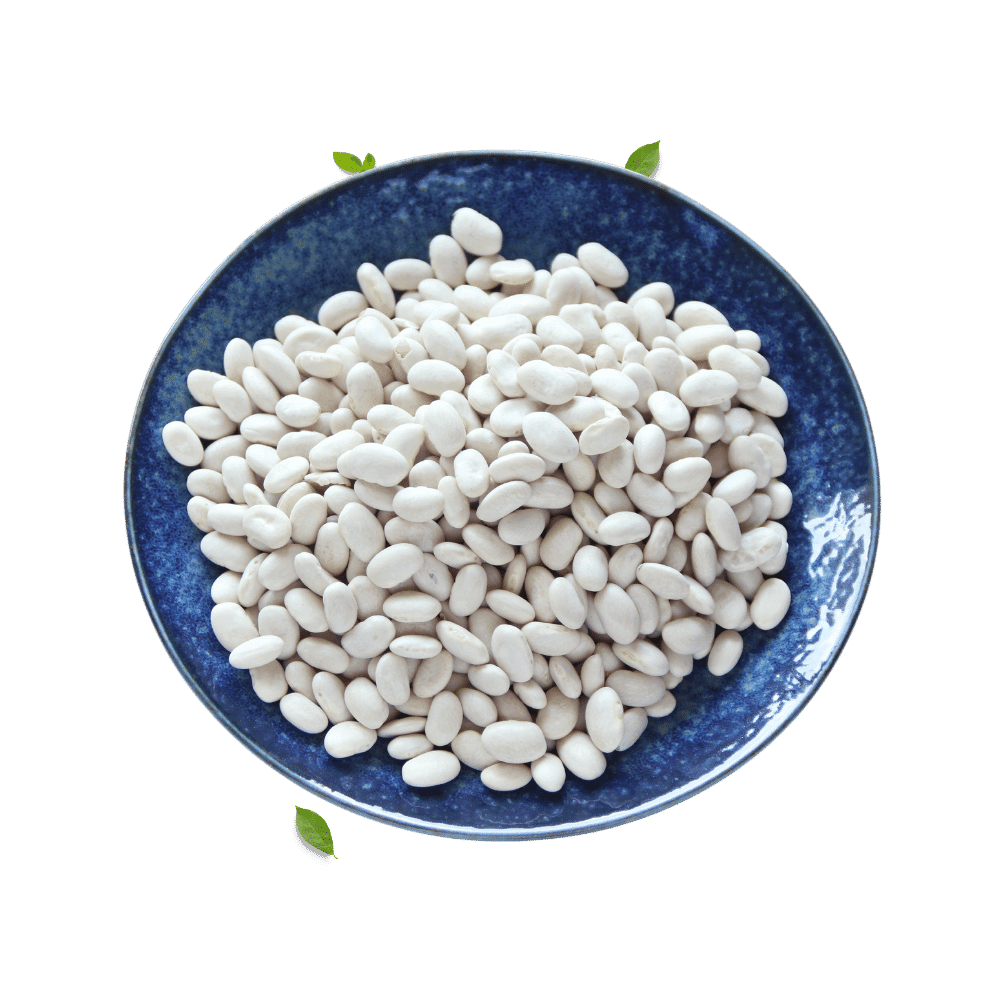 Canadian White Kidney Beans Supplier Exporter BG   White Kidney Beans 