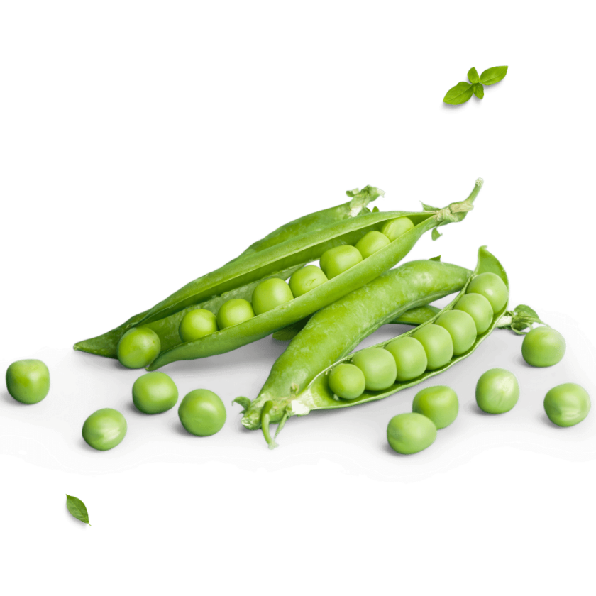 Canadian Peas Supplier and Producer