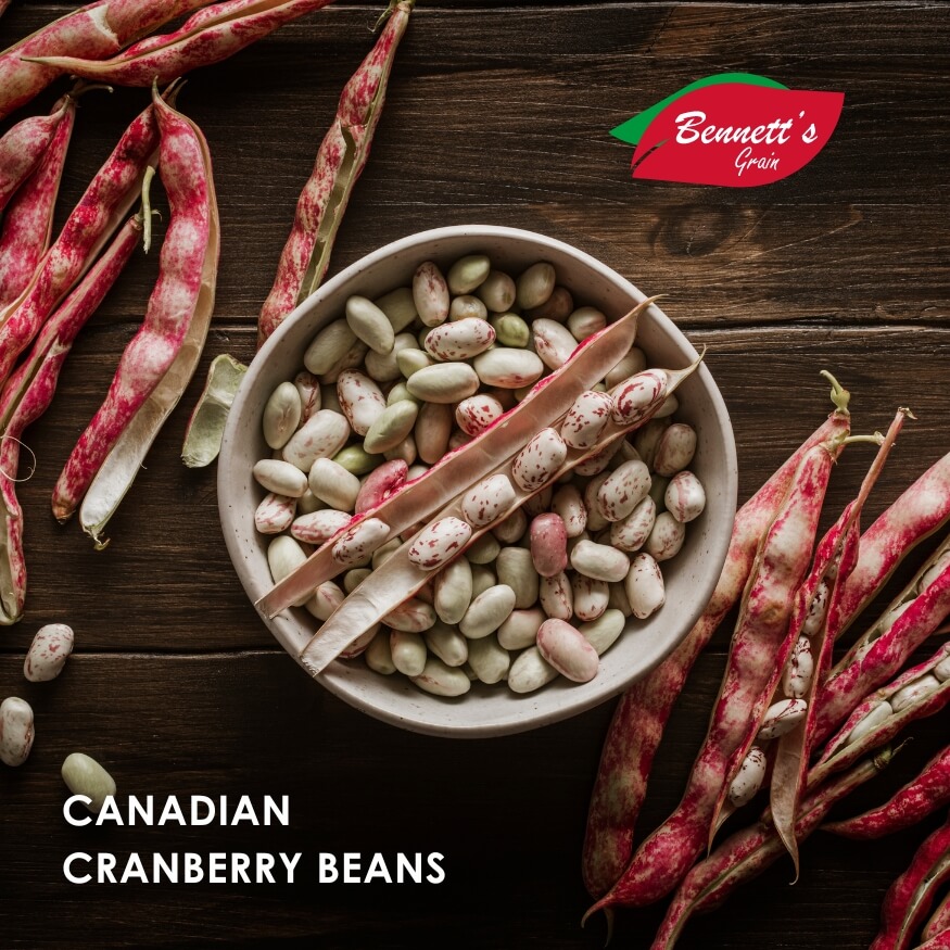Canadian Cranberry Beans