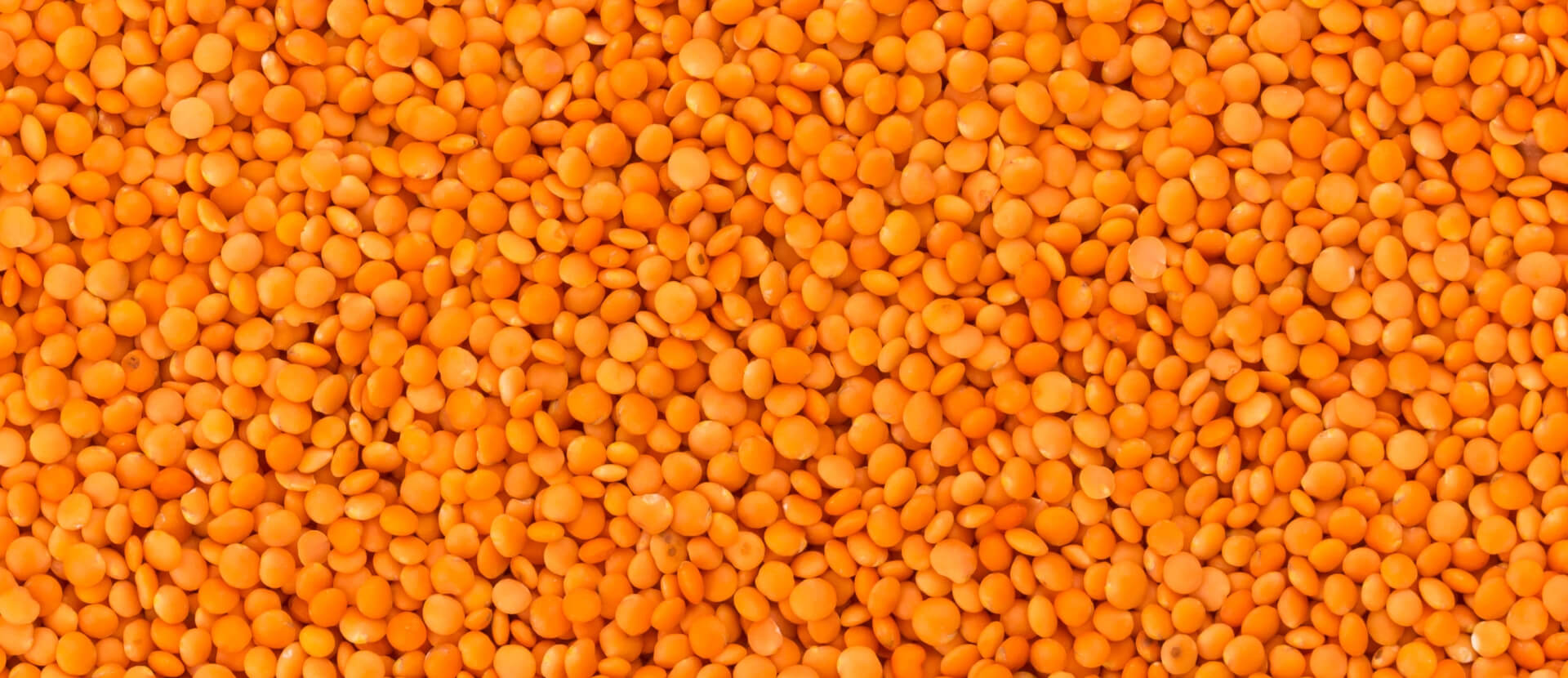 Whole red lentils